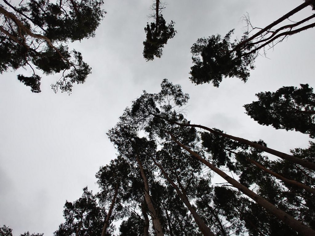 Upward view of tall trees against a cloudy sky.