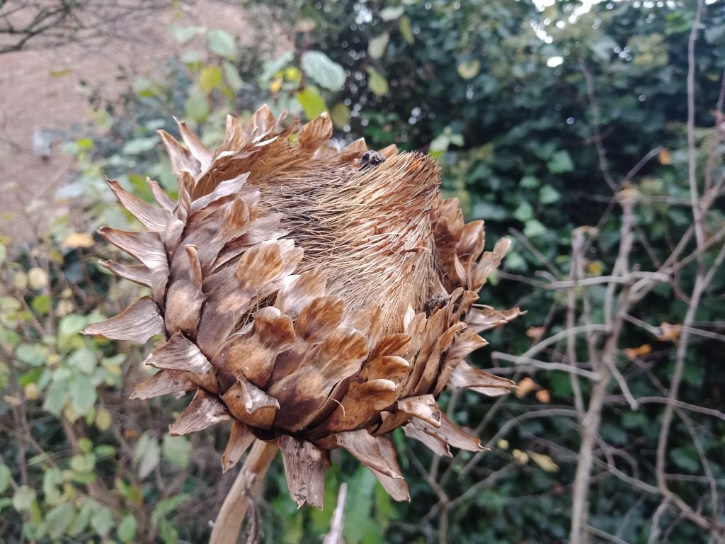 Overcast park scene captured by camera under review.Close-up photo of a dried artichoke flower taken with camera.Camera test photo showing a building's exterior in overcast lighting.