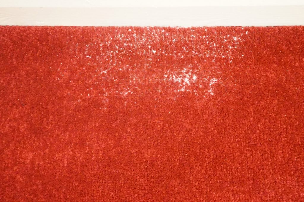 Red carpet with white cleaning powder for vacuum test.