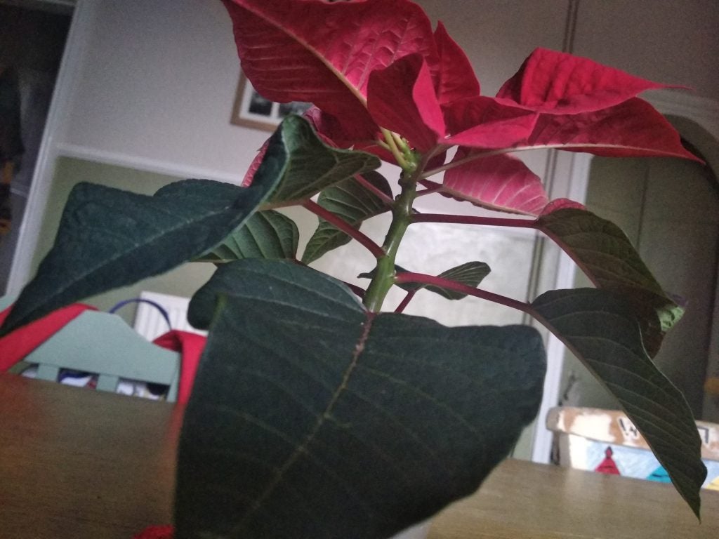 Photo of a cloudy day taken with Xiaomi Redmi 5Close-up of ivy leaves against a brick wall background.Close-up of a poinsettia plant indoors.Blue and orange toy robot close-up