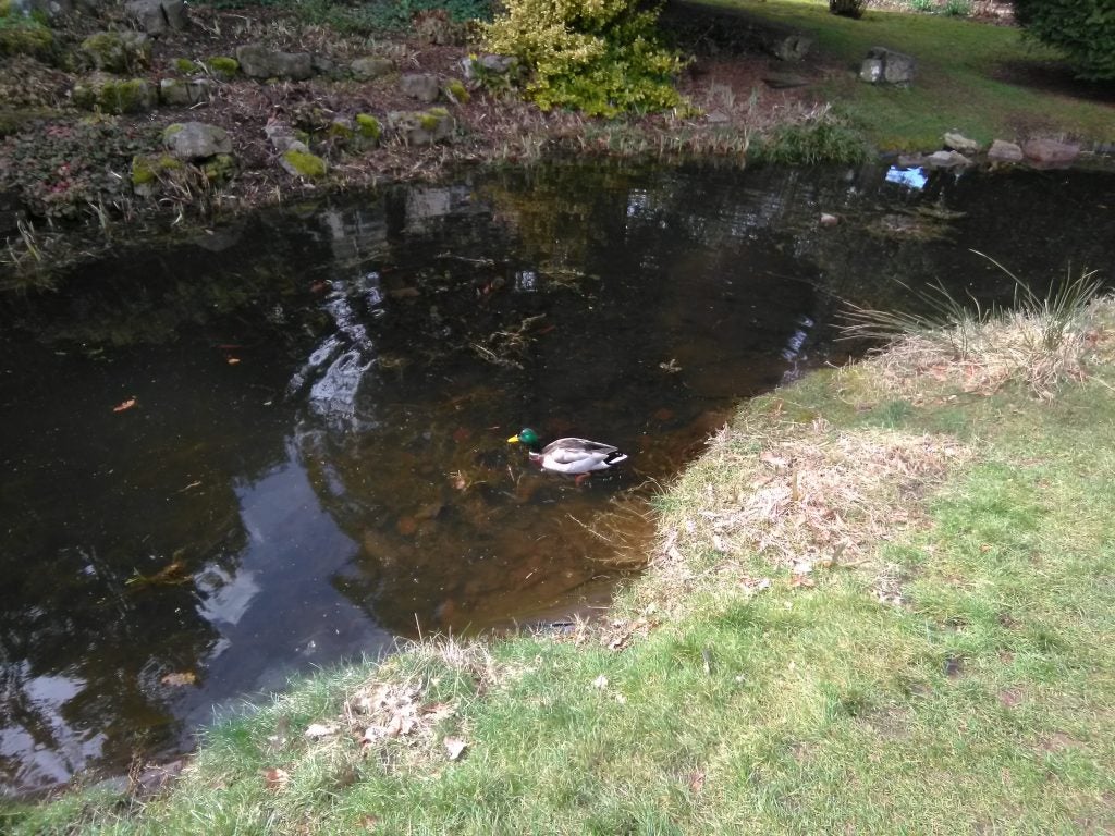 Duck swimming in a pond surrounded by grass and rocks.