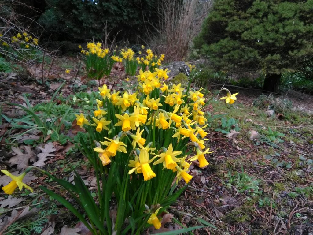 Yellow daffodils blooming in a garden setting.