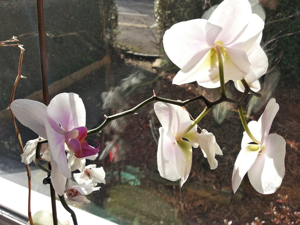 Ripe bananas and apples in a wire fruit basket.Elephone U Pro photo of a river through trees with litter.Collection of classic Capcom video games for Sega Saturn.Close-up of vibrant Peruvian lilies in sunlight.Blooming white orchid near a window with reflections.