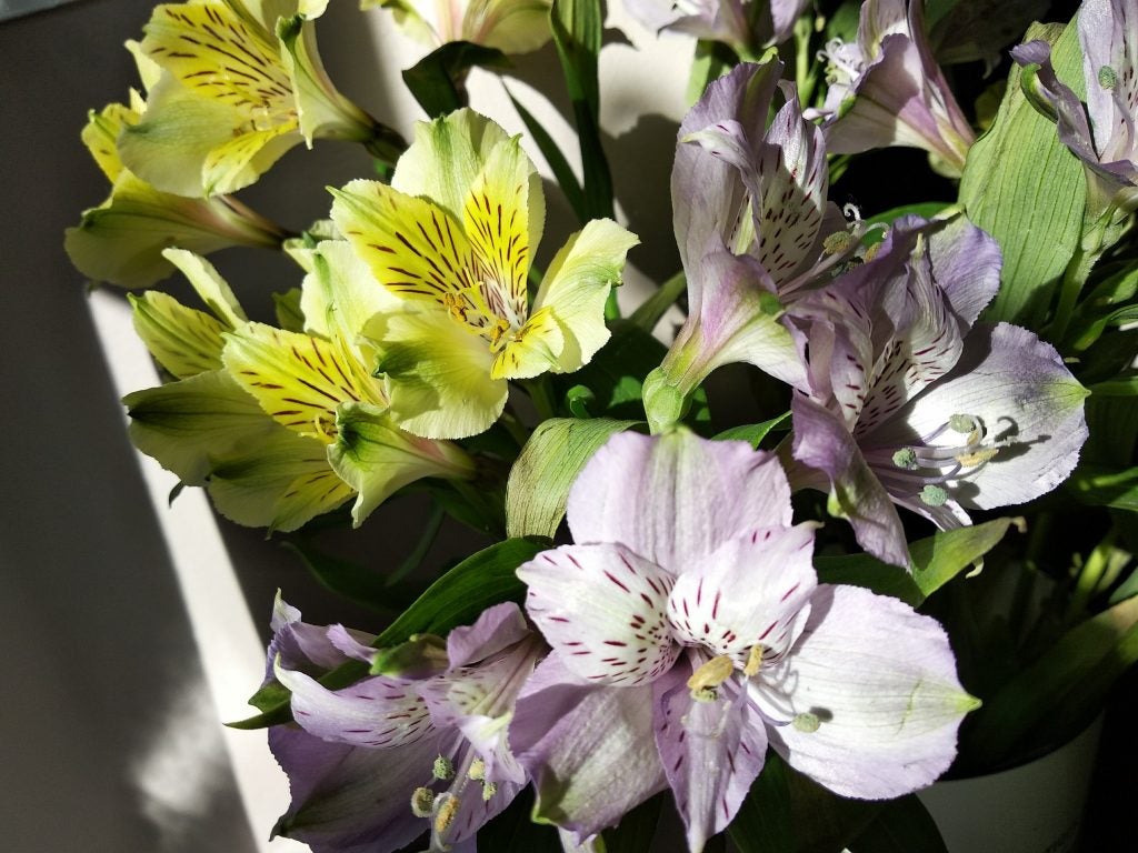 Ripe bananas and apples in a wire fruit basket.Elephone U Pro photo of a river through trees with litter.Collection of classic Capcom video games for Sega Saturn.Close-up of vibrant Peruvian lilies in sunlight.