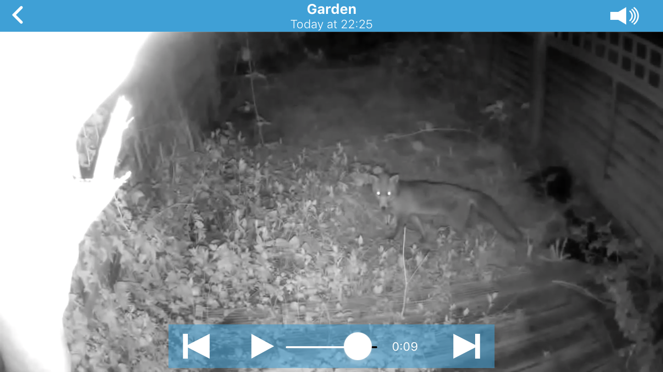 Night vision recording of a fox captured by Blink XT camera.Night vision capture of a fox in a garden by Blink XT camera.