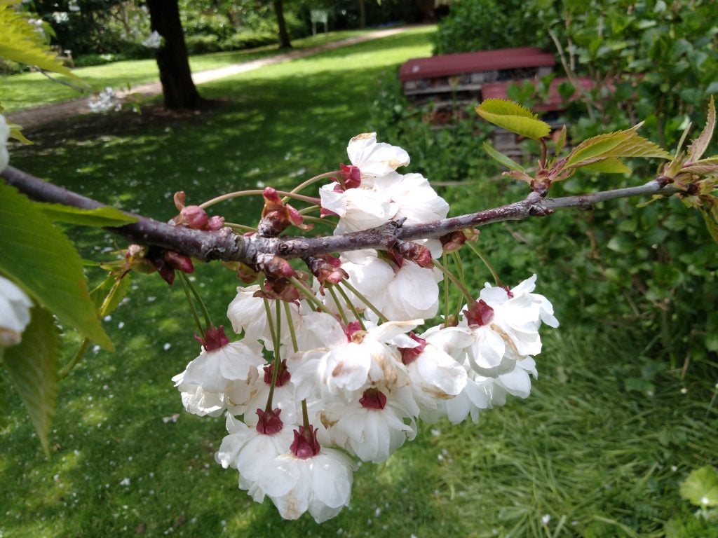 Branch with blooming white flowers in a garden.