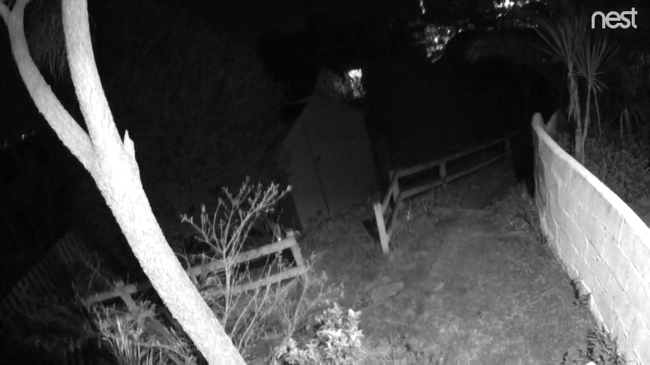Night vision capture of backyard by Nest Cam IQ Outdoor.Nest Cam IQ night vision of a backyard with a shed.