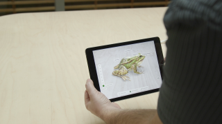 Person using iPad to view an AR image of a frog.