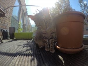 Cat captured by a GoPro camera on a sunny patio.