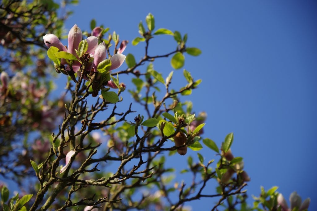 Magnolia blossoms captured with Pentax K-1 II camera.