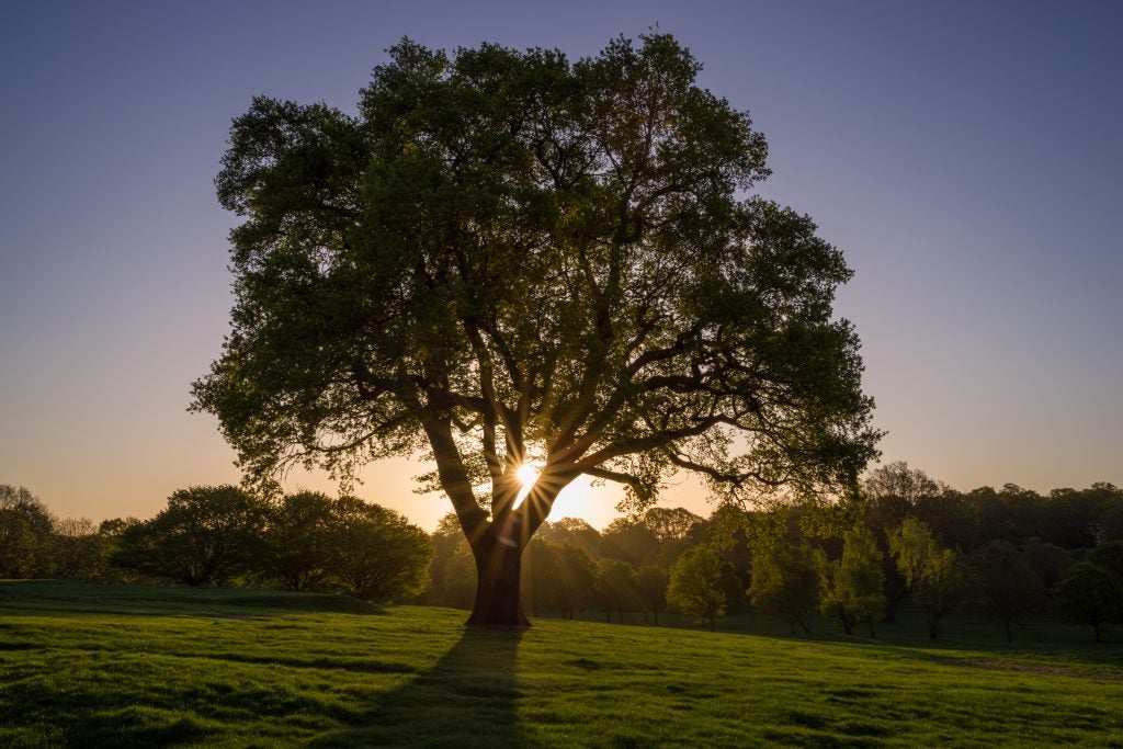 Sunrise through the branches of a large tree in a field