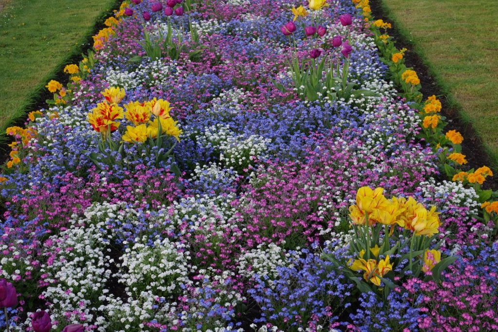 Vibrant flower bed captured with Pentax K-1 II camera.