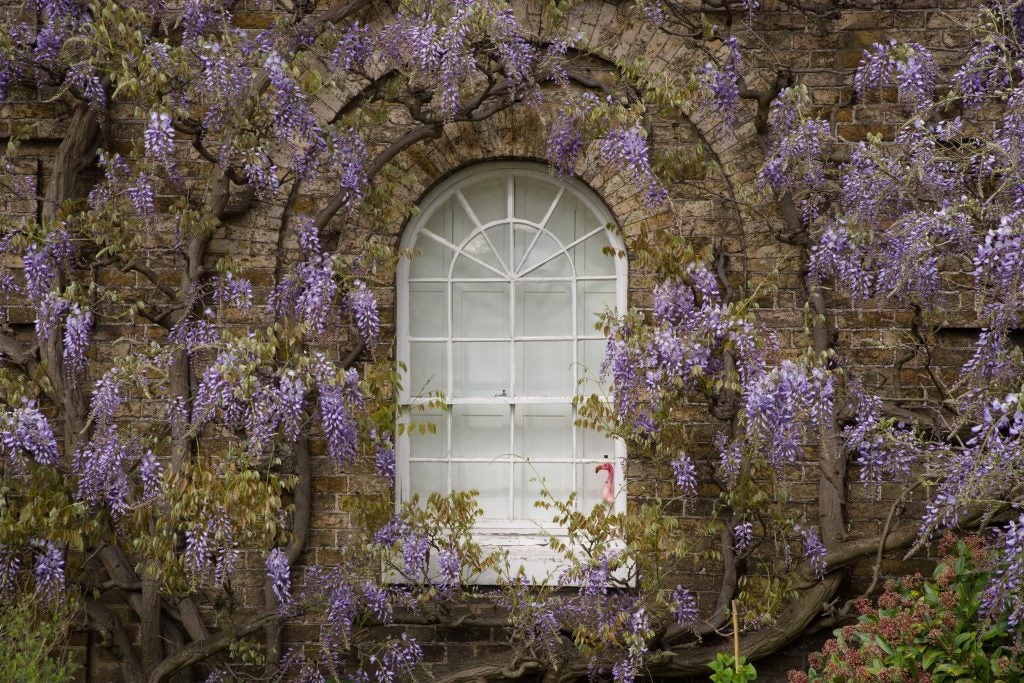 White window surrounded by wisteria on brick wall.