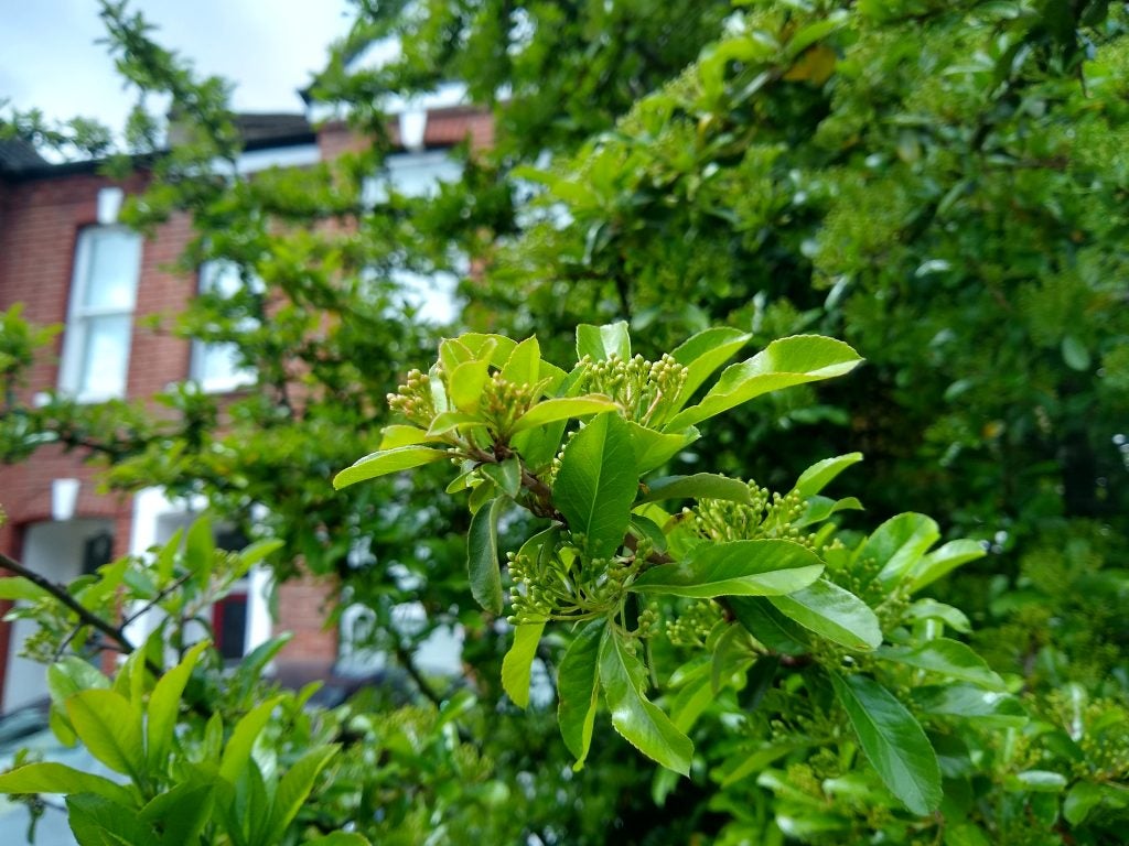 Green foliage in sharp focus with blurred building background.