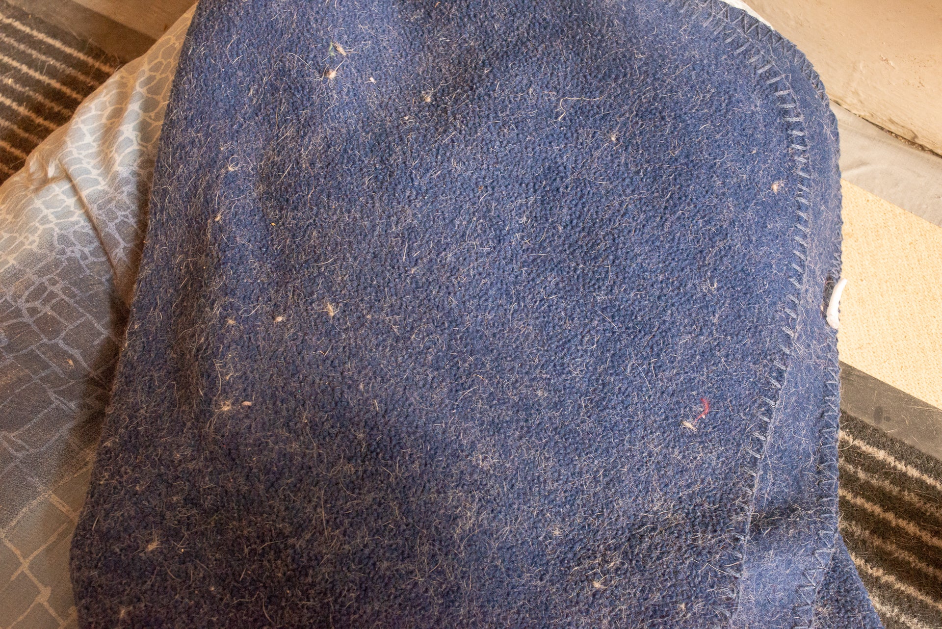 Carpet covered with pet hair and debris.