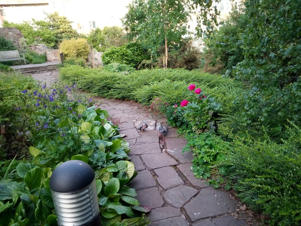 Garden pathway surrounded by greenery and flowers, taken with Alcatel 3V.