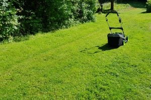 Gtech Falcon Cordless Lawnmower on freshly cut grass.