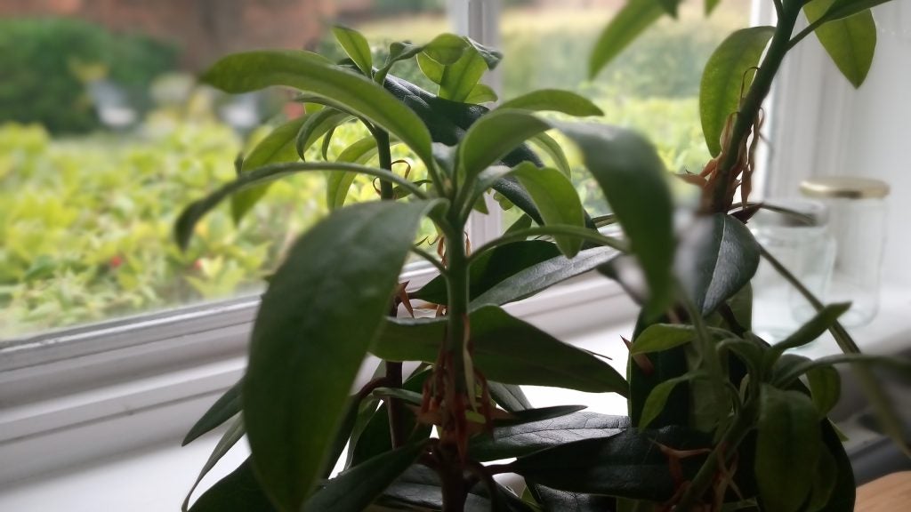 Photo taken with Alcatel 3V of a plant on windowsill.