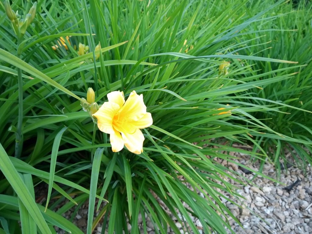 Yellow flower among green grass blades.