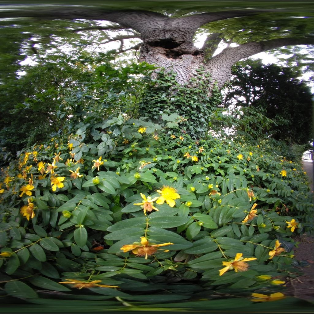 A distorted photo of flowers and trees, a camera effect.
