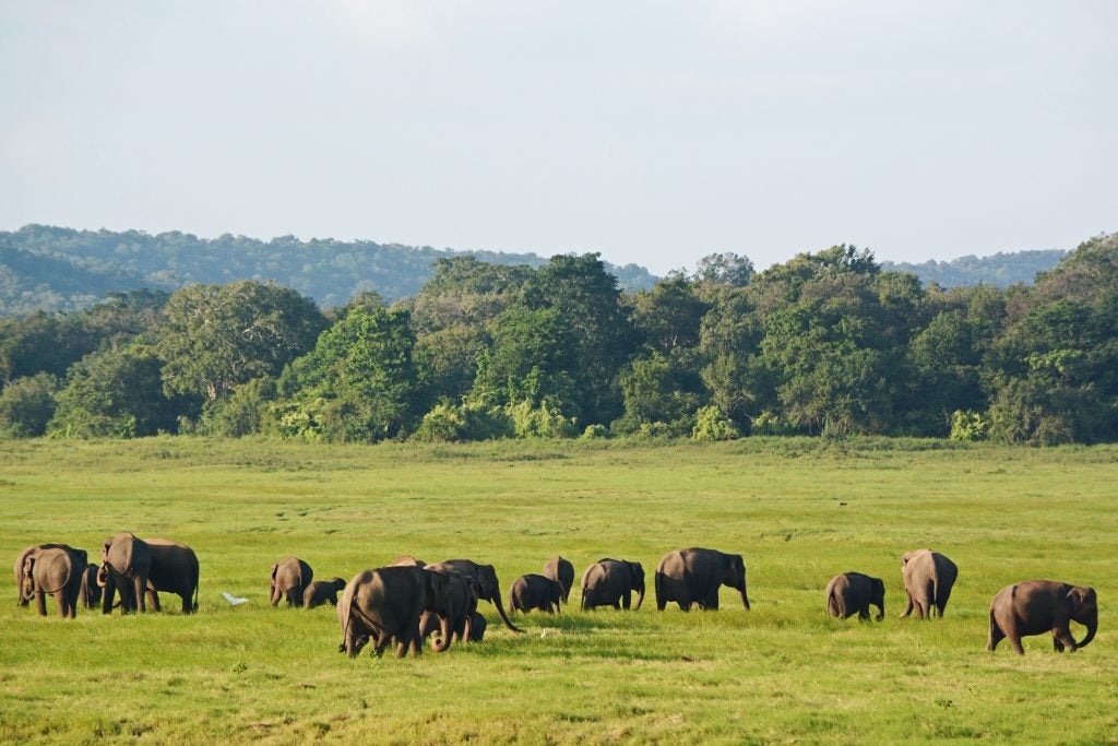 A beautiful open field with trees far ahead and numerous elephants walking around
