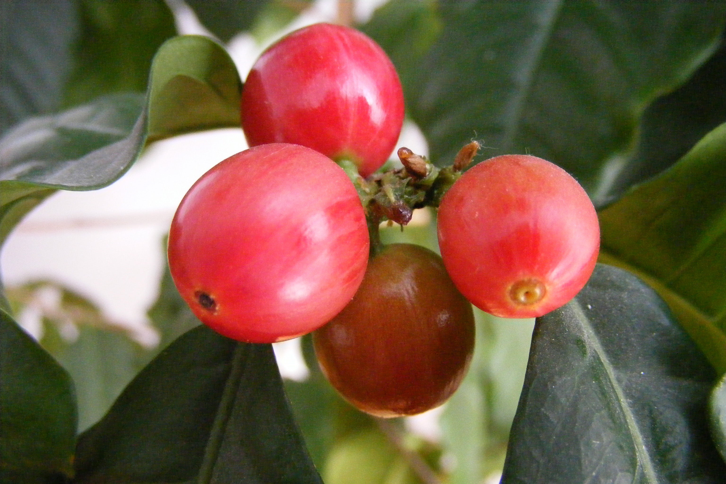 Coffee cherry
