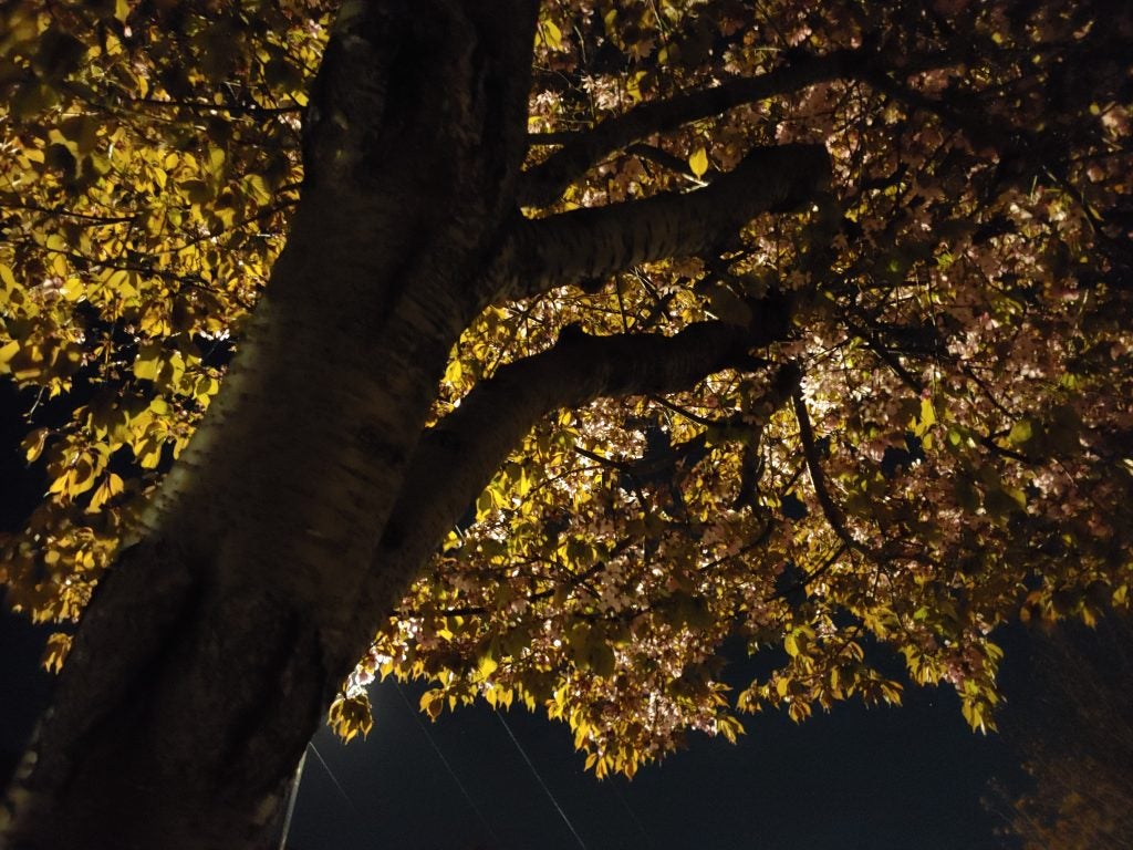 LG G8 camera sample low light backlit tree