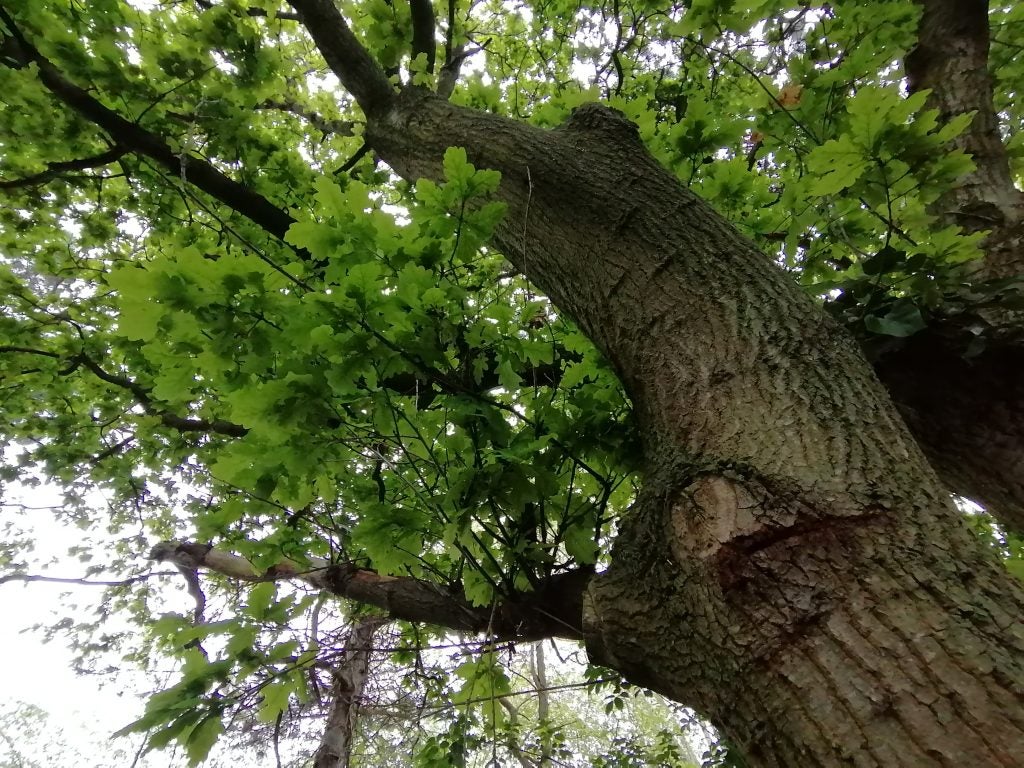 Top side view of a church with trees peaking in around, picture taken from a Huawei P30 LiteTop side view of a tree with infinite leaves and branches, picture taken from a Huawei P30 Lite