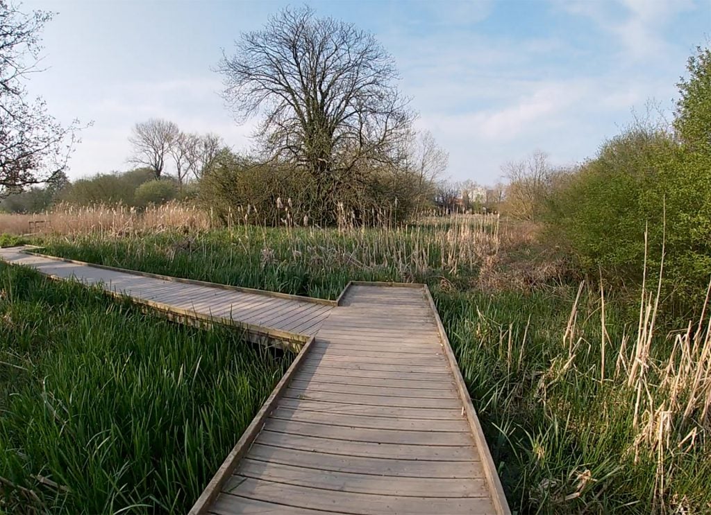 A wooden path built in a field on tall grasses with trees and bushes around, picture taken from GoPro Hero7 whiteTwo same pictures of a tree taken with different filters - white & black