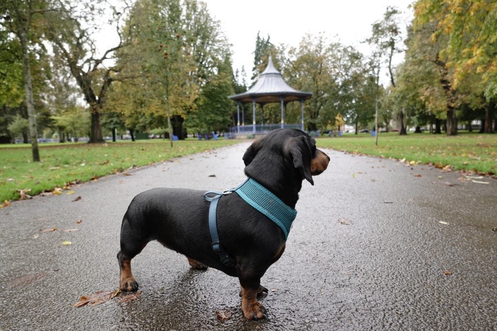 A black-brown dog standing on road in a park, picture taken from Sony RX100 VII