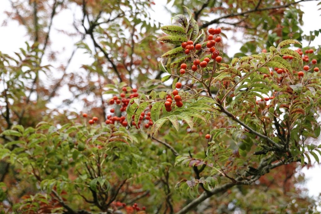 Close up view of red berries on plant, picture taken from Sony RX100 VII