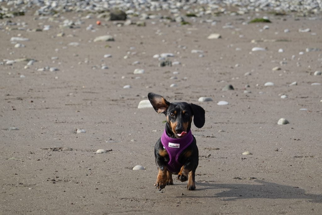A black-brown dog running on a beach, picture taken from Sony RX100 VII