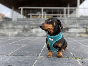 A brown-black dog sitting on ground with background blurred, picture taken from iPhone 11