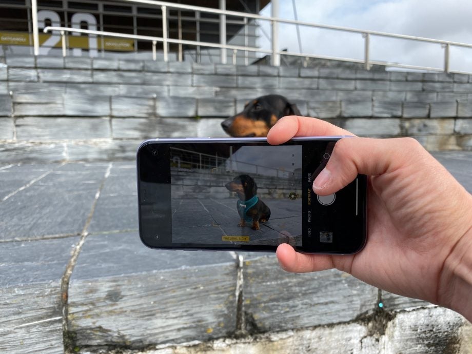 An iPhone 11 held in hand displaying picture of a dog through camera, pet mode