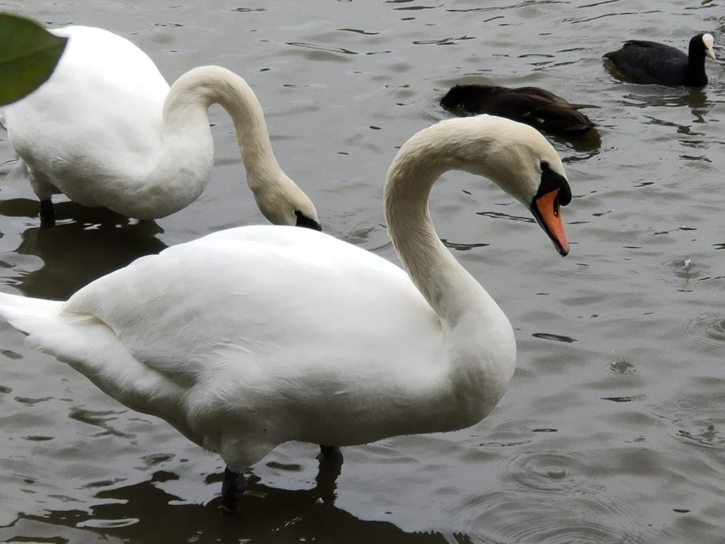 Close up view of a lake with Swans standing in it and ducks swimming behind