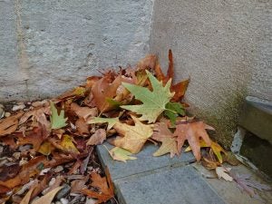 Fallen leaves collected in a corner