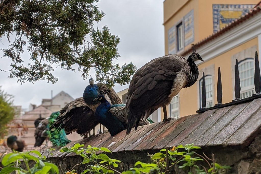 A group of peacocks standing on a wall