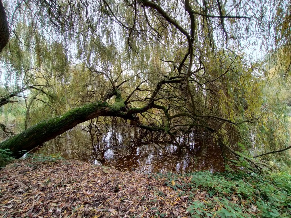 A big tree leaning on a pond with leaves scatter all around