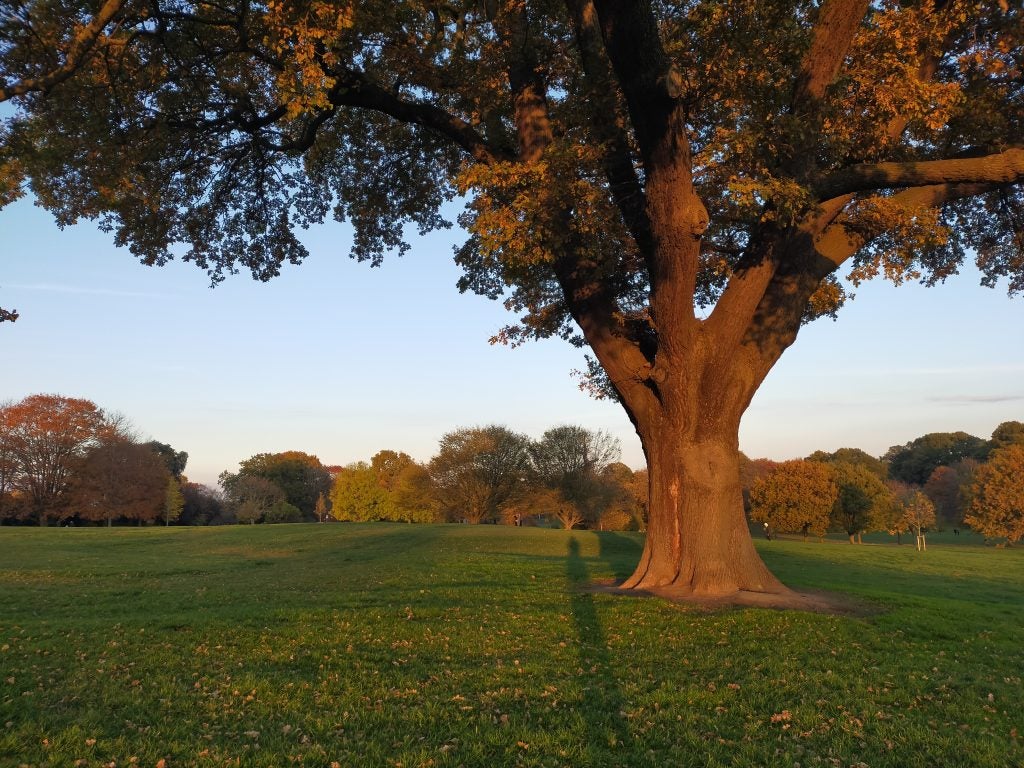 A huge tree on right in a beautiful open field/park