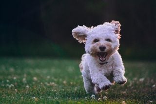 A picture of a small furry dog running in a garden