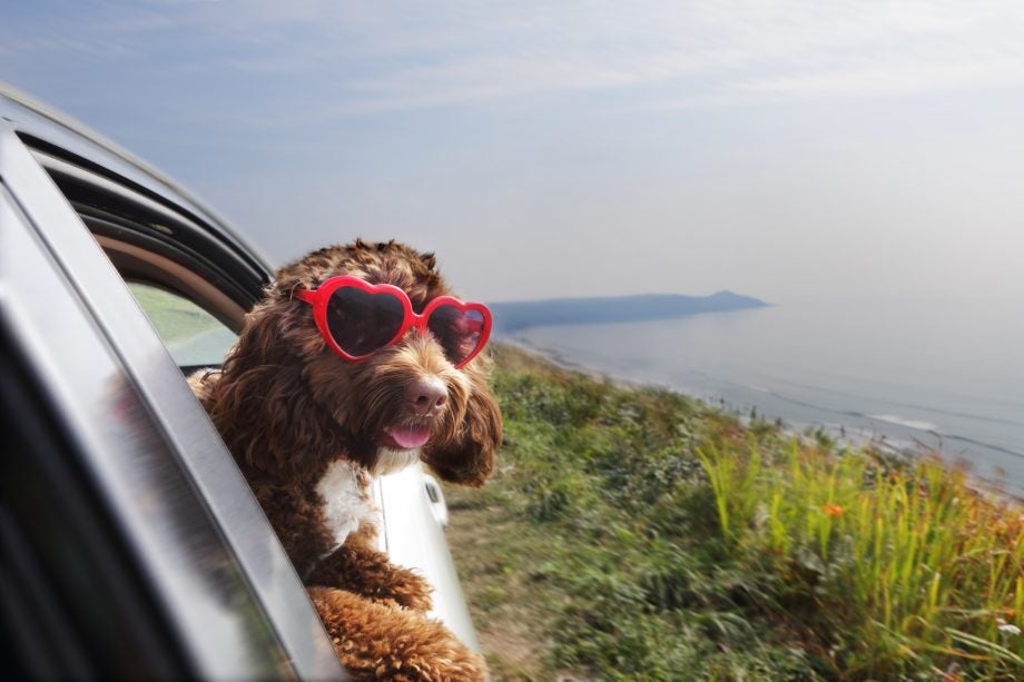 Picture of a dog leaning out of car window on coast road