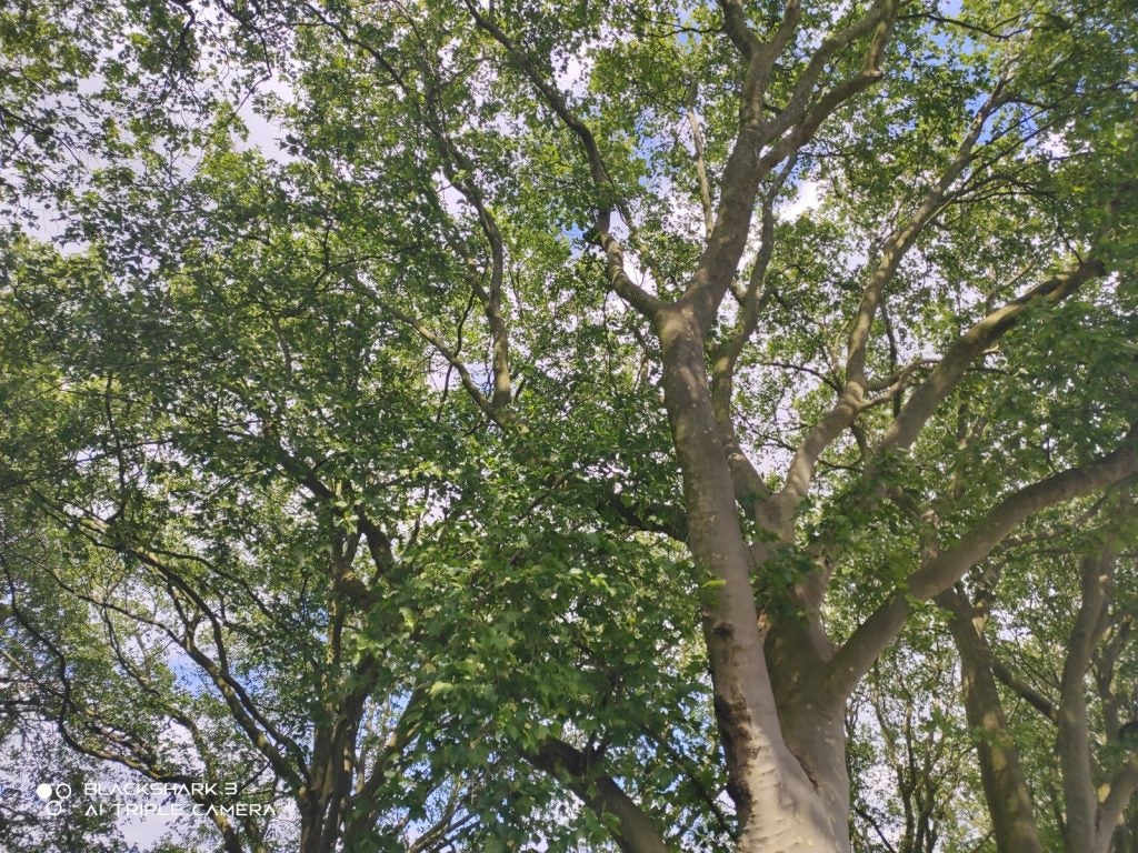 Picture of a tree's top part with infinite leaves and branches