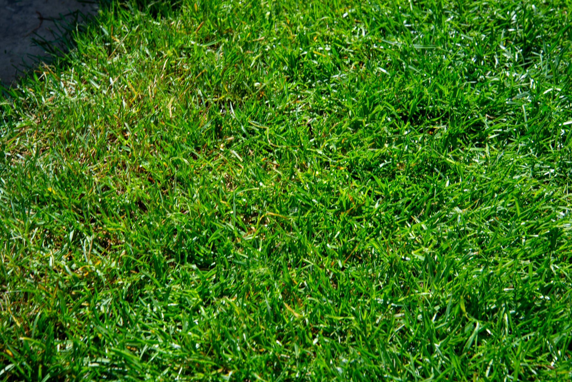 Stihl RMA 235 grass low cut close up