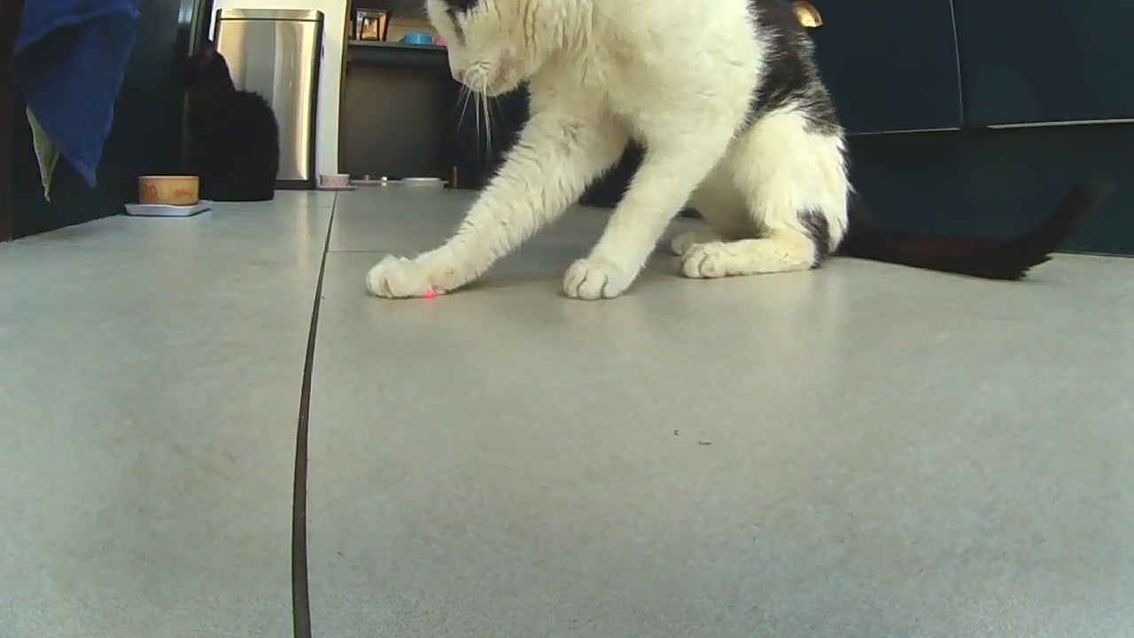 Petcube Play 2 cat chasing laser