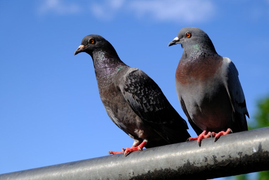 Close up image of two beautiful pigeons sitting on a horizontal pole