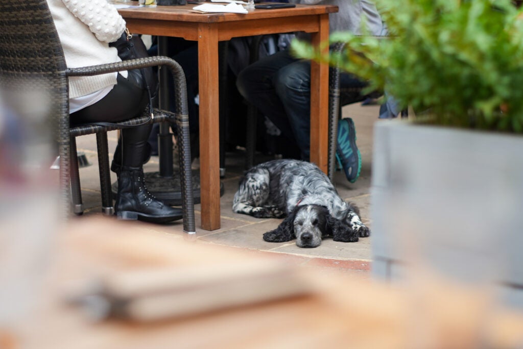 A black and white dog resting beside a table