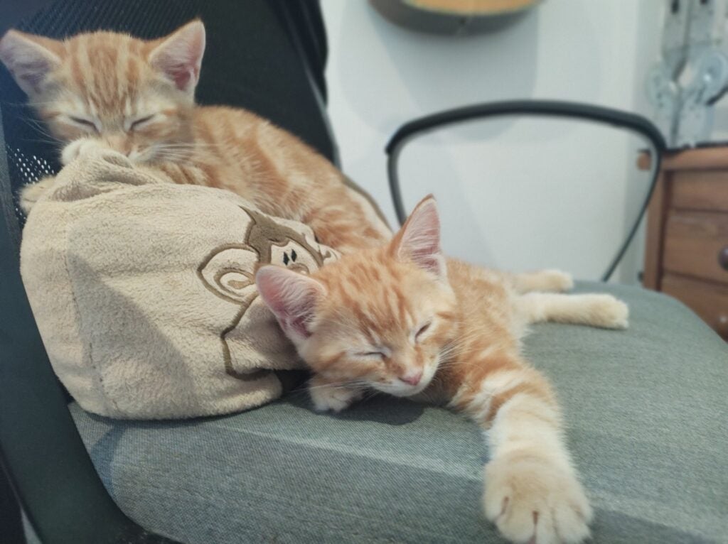 Close up image of two brown-white cats sleeping on a chair