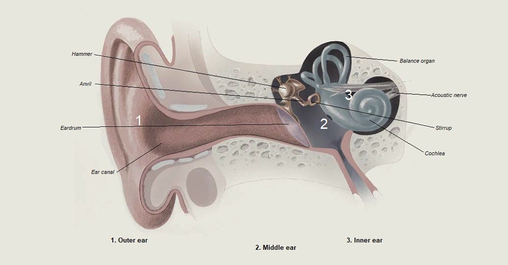 Cross-section of the ear canal