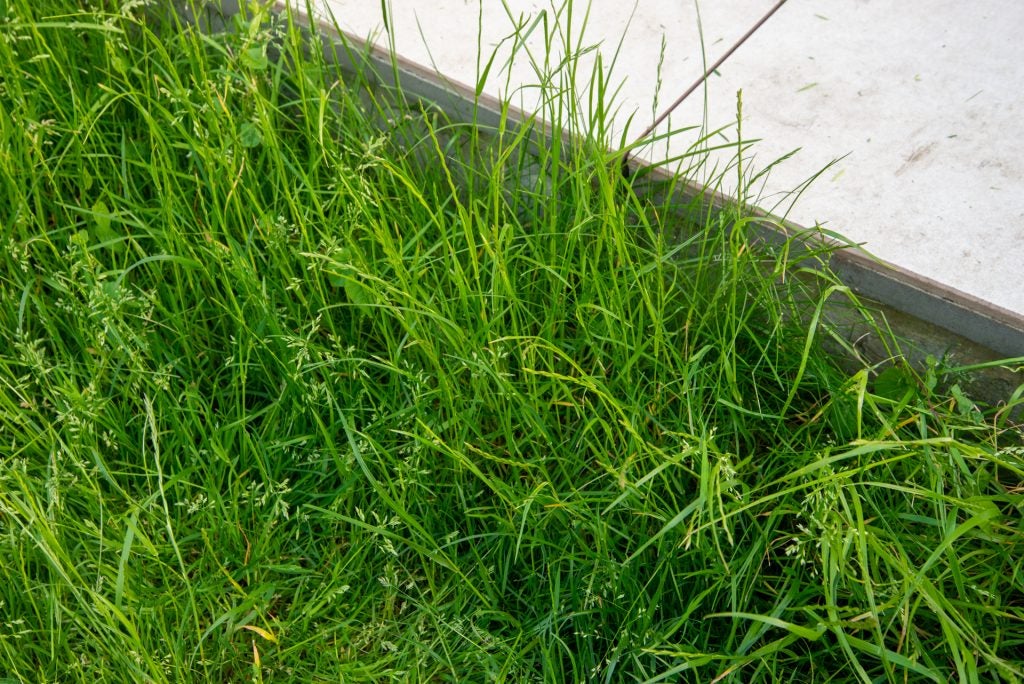Stihl FSA 57 Cordless Grass Trimmer grass before being cut