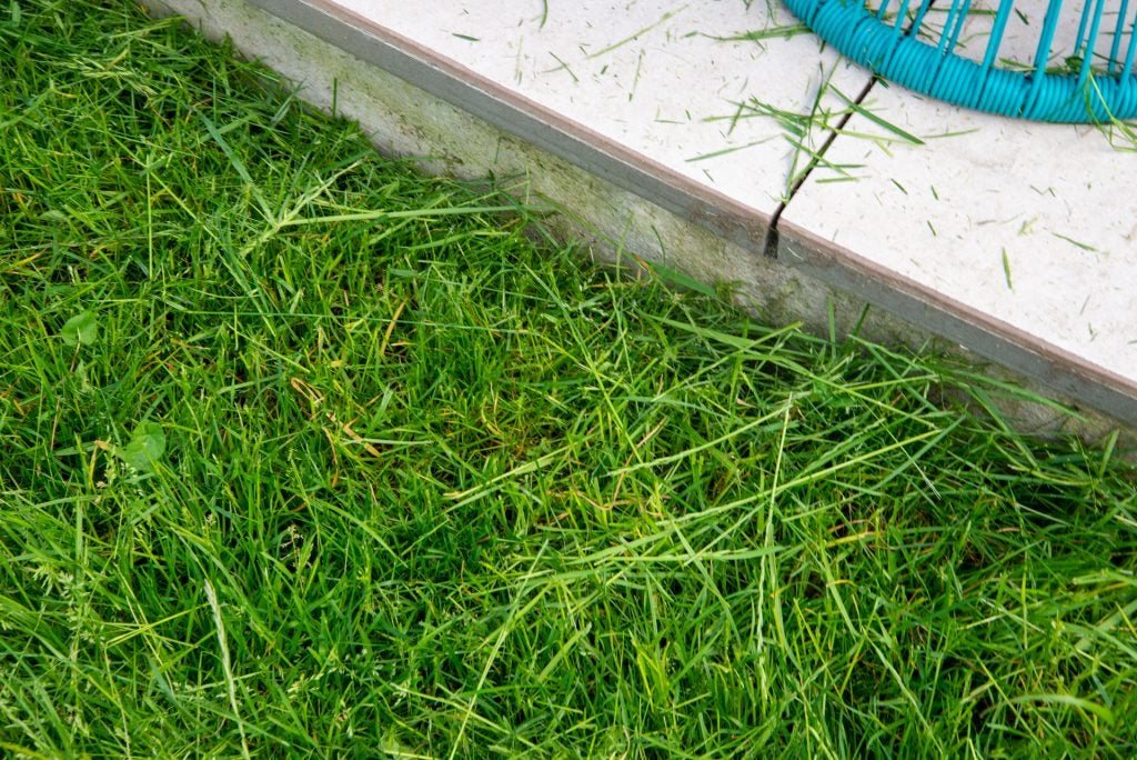 Stihl FSA 57 Cordless Grass Trimmer grass after cutting